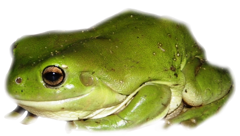 frog silly.png